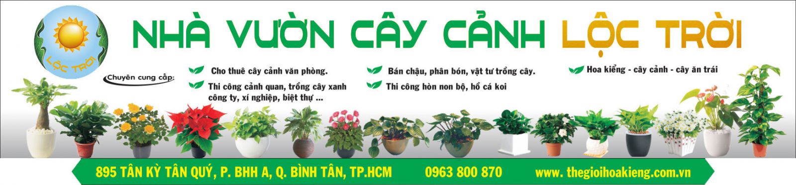 Cây Tùng Bồng Lai