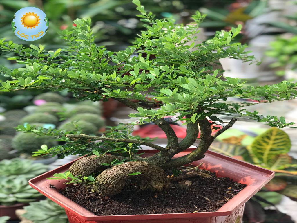 Cây Linh Sam Bonsai