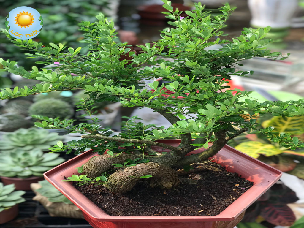 Cây Linh Sam Bonsai