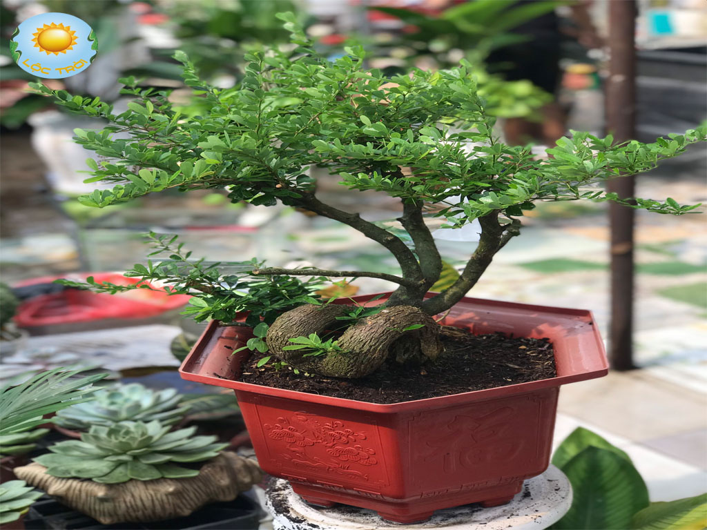 Cây Linh Sam Bonsai