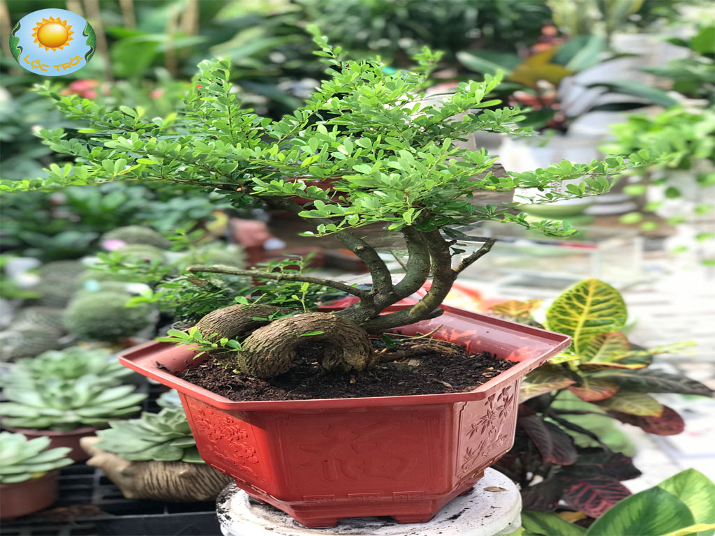 Cây Linh Sam Bonsai