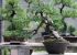 Hướng dẫn cách uốn cây cảnh kiểu bonsai đầy nghệ thuật