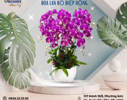 CHẬU HOA LAN HỒ ĐIỆP TÍM