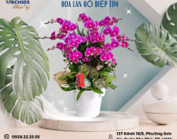 CHẬU HOA LAN HỒ ĐIỆP TÍM