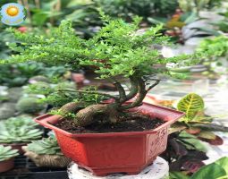 Cây Linh Sam Bonsai