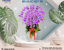 CHẬU LAN HỒ ĐIỆP Tím