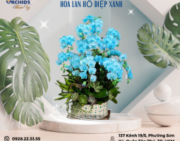 CHẬU HOA LAN HỒ ĐIỆP XANH