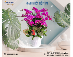 CHẬU HOA LAN HỒ ĐIỆP TÍM