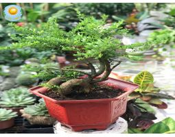 Cây Linh Sam Bonsai