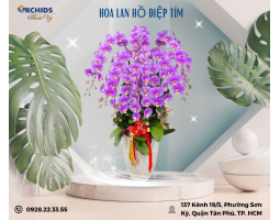 CHẬU LAN HỒ ĐIỆP Tím