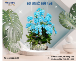 CHẬU HOA LAN HỒ ĐIỆP XANH